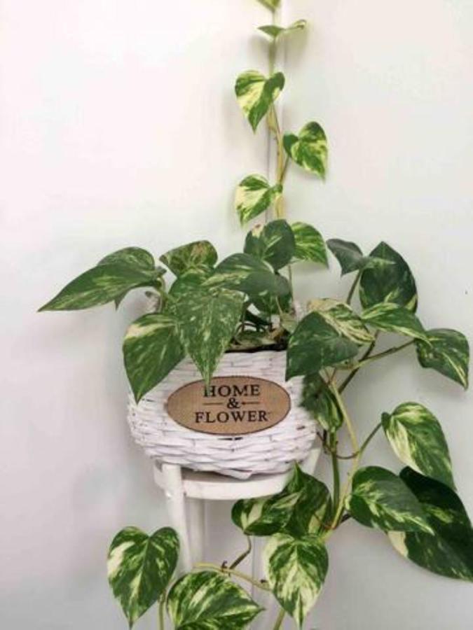 Home & Flower 3 ฟุงชาล ภายนอก รูปภาพ